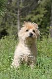 CAIRN TERRIER 149